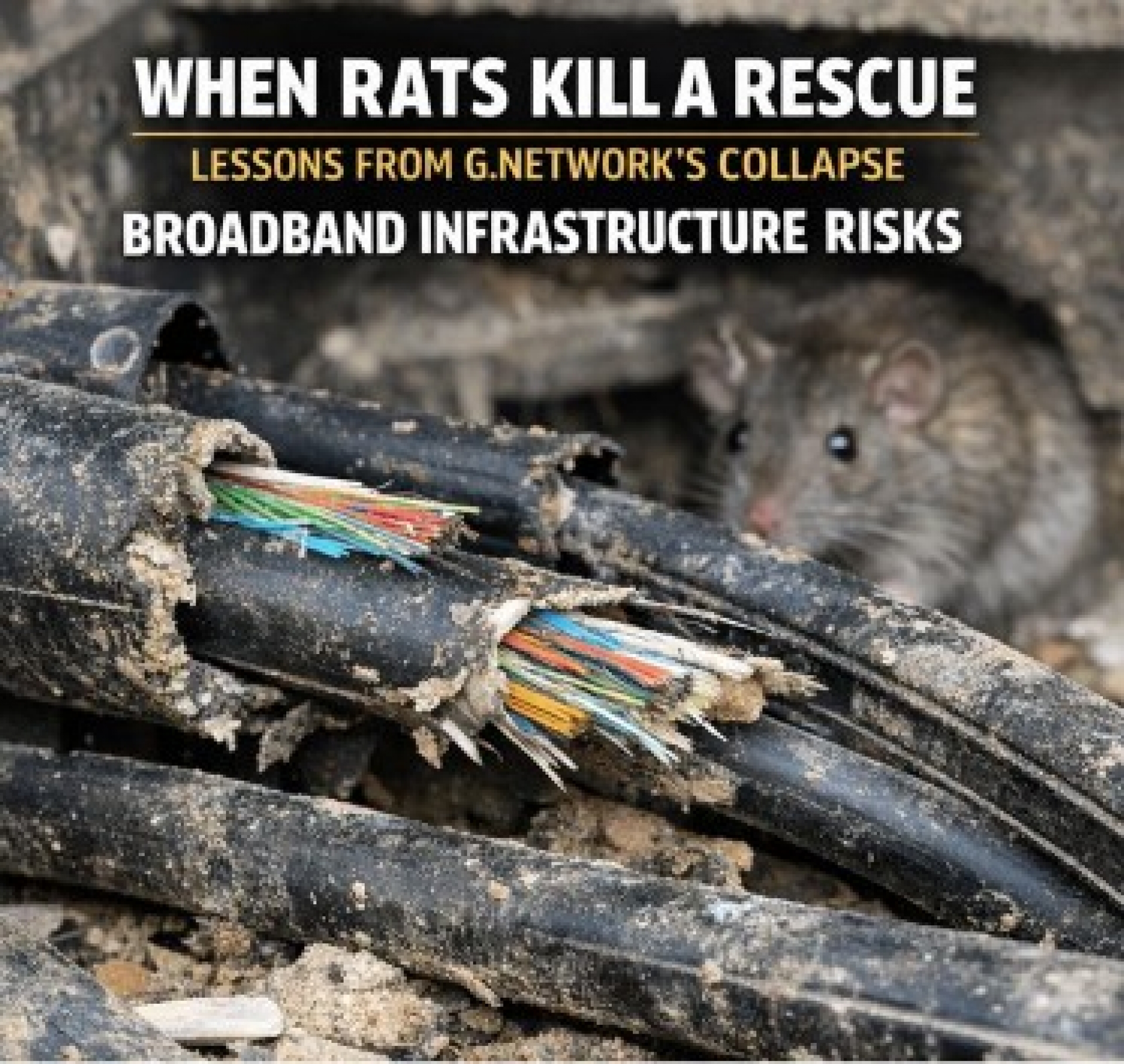 When Rats Kill a Rescue: What G.Network’s Collapse Says About UK Broadband Infrastructure